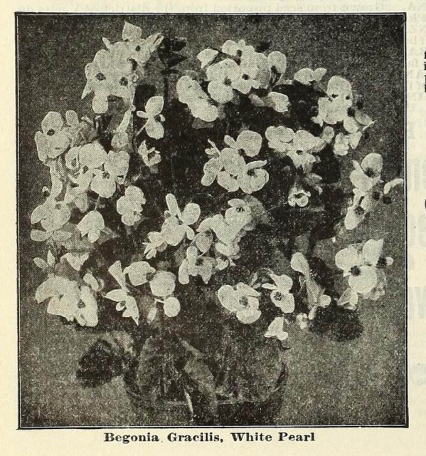 B. ‘Gracilis White Pearl’